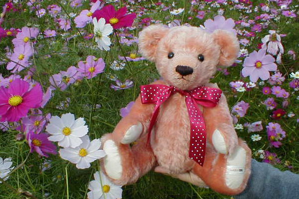 �ق̂��ȉԂ̍��肪�Ƃ��Ă��C����������